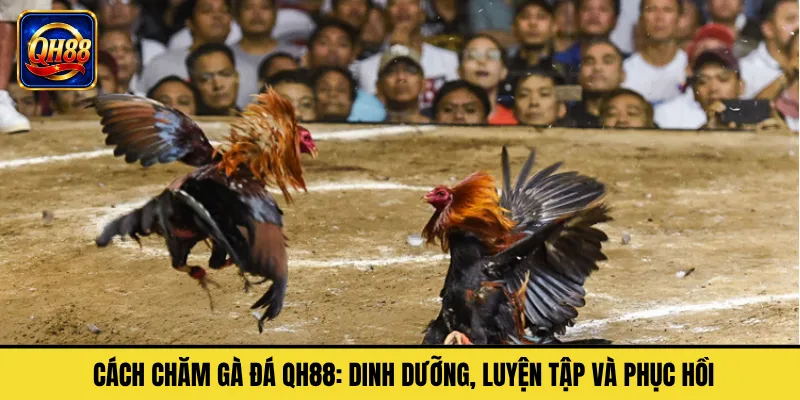 Cách Chăm Gà Đá QH88: Dinh Dưỡng, Luyện Tập Và Phục Hồi