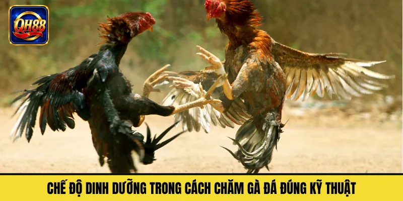Chế Độ Dinh Dưỡng Trong Cách Chăm Gà Đá Đúng Kỹ Thuật
