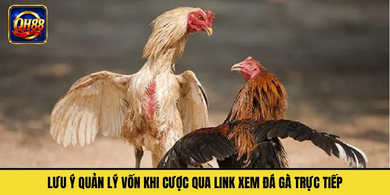 Lưu Ý Quản Lý Vốn Khi Cược Qua Link Xem Đá Gà Trực Tiếp