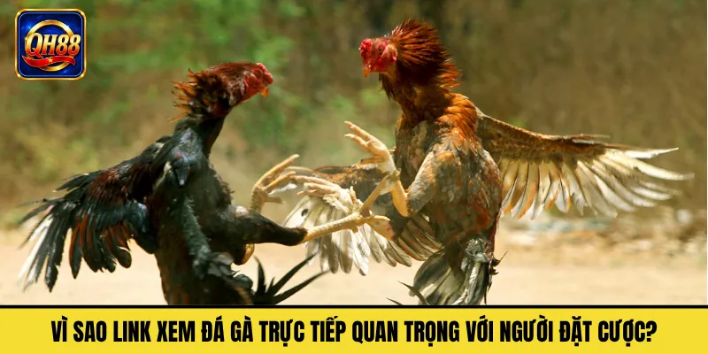 Vì Sao Link Xem Đá Gà Trực Tiếp Quan Trọng Với Người Đặt Cược?